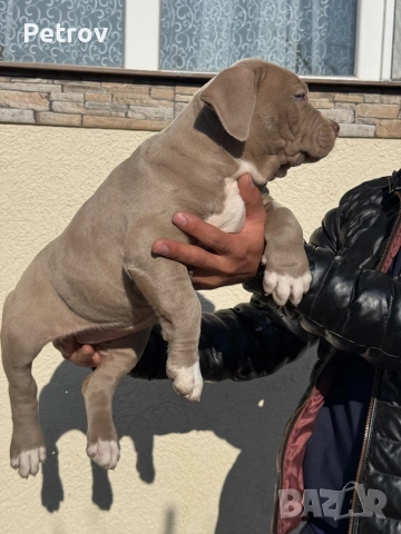 Американски булета , снимка 4 - Питбул - 52912672