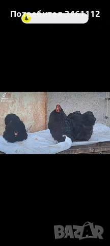 продавам петлета мини кохин 10 бройки може и ярки!, снимка 3 - други­ - 53065889