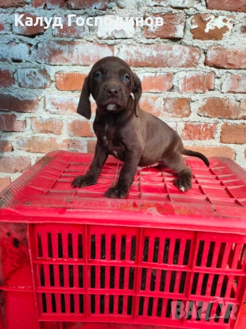 Продавам кученца , снимка 8 - Други - 53374412