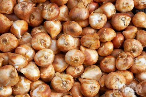 луковици на ирис