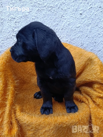 Кане Корсо с Паспорт и 2 Ваксини над 2 месеца !, снимка 8 - Кане корсо - 52793038