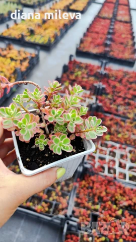 Седум Триколор, Sedum Spurium Tricolor, снимка 5 - Градински цветя и растения - 49945477