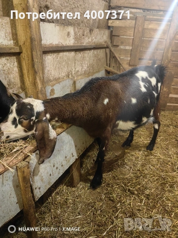 Продавам 2 кози