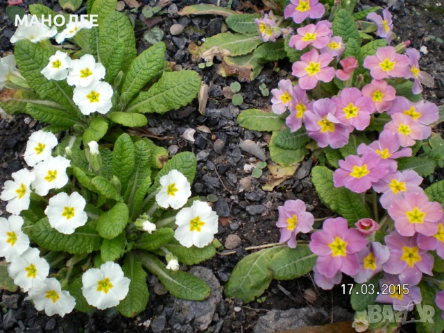 🪷🪷🪷🪷Иглика🪷🎁🌞