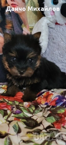 малки мини йоркита , снимка 3 - Йоркширски териер - 54030812