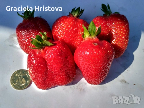 Предлагам разсад ягоди , снимка 4 - Стайни растения - 53694376