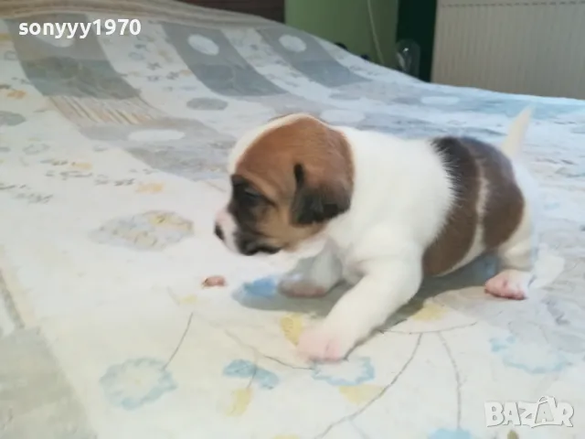 ДЖАК РЪСЕЛ ВИДИН-КУПУВАМЕ КУЧЕ 0104251735, снимка 2 - Джак ръсел териер - 49728785