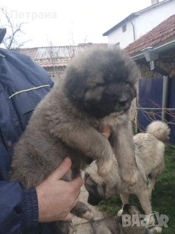 Кавказка овчарка, снимка 5 - Кавказка овчарка - 52890353