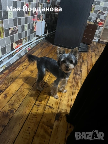 Търси си дама