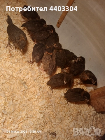 Пилета, ярки, кокошки , снимка 2 - Кокошки и пуйки - 53750522