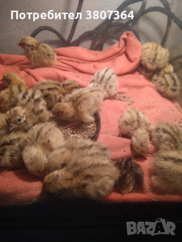 Яйца от пъдпъдъци разплодни и за консумация , снимка 3 - други­ - 52701949