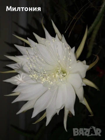 селеницереус ваганс 