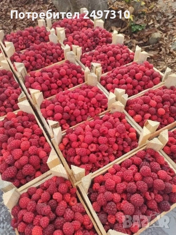 Продавам разсад малини , снимка 3 - Разсади - 53911198