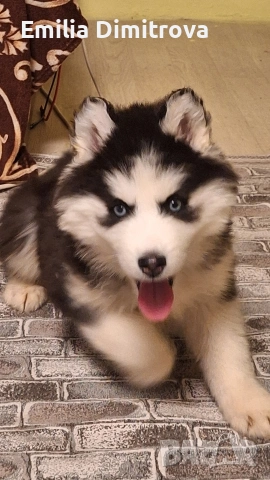 продавам кучета хъскита 