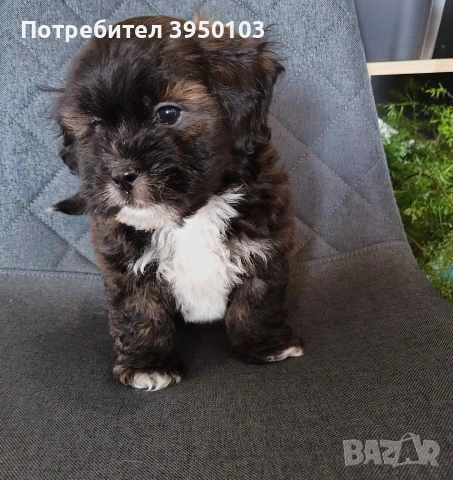 Shih poo/Mini poodle , снимка 4 - Ши Тцу - 54302526