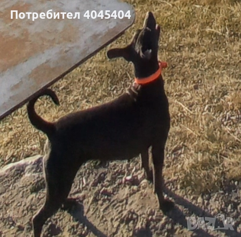 Кученца смесени, снимка 4 - Ваймаранер - 52378083