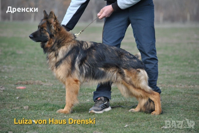 дългокосмести немски овчарки, снимка 9 - Немска овчарка - 53396729