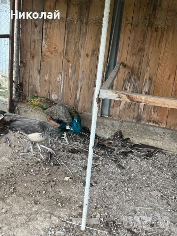 Продавам чифт Сребърни фазани и чифт Индийски пауни, снимка 4 - други­ - 52857331