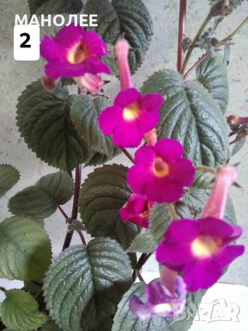АХИМЕНЕС - 11 вида, снимка 3 - Градински цветя и растения - 45075414