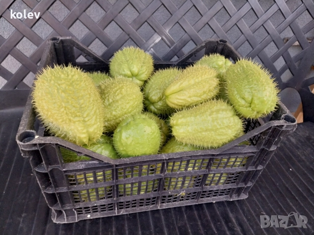 Чайот/ Мексиканска краставица , снимка 3 - Разсади - 52323905