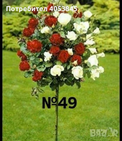 дърво роза щамбова роза цена 25 лв , снимка 1 - Градински цветя и растения - 45110849