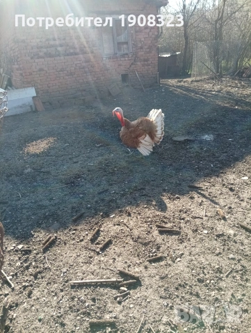 продавам пуяк