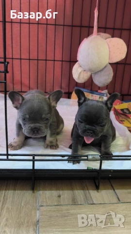 Френско булдоче женско ( флъфи ген), снимка 11 - Френски булдог - 53719888