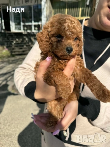 Той пудел момче, снимка 2 - Пудели - 53655678