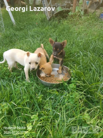 Минипинчери, снимка 1