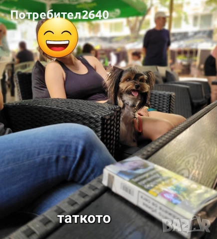 Бивет йоркширски териер, снимка 9 - Йоркширски териер - 53645644