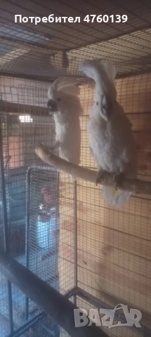 Какаду Алба