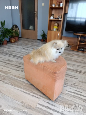 померан момиче , снимка 2 - Померан - 50627531