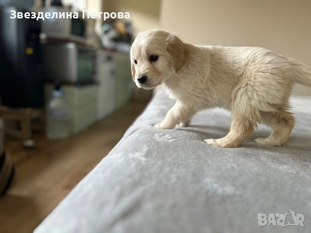ГОЛДЪН РЕТРИВЪР, снимка 5 - Голдън ретривър - 54084435