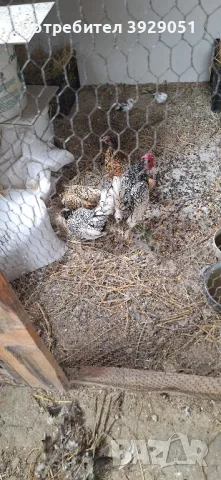 продавам ярки и петли зибрайт, снимка 2 - Кокошки и пуйки - 50129003