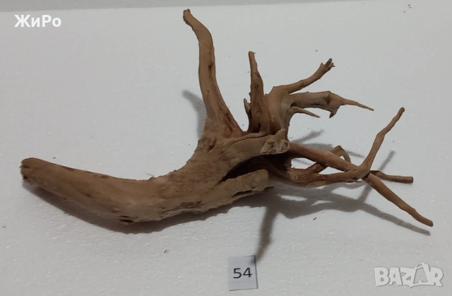 Корен от Азалия /декорация/ 54, снимка 2 - Други - 54102241