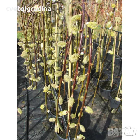 Salix caprea 'Kilmarnock' Плачеща върба, снимка 2 - Градински цветя и растения - 49189523