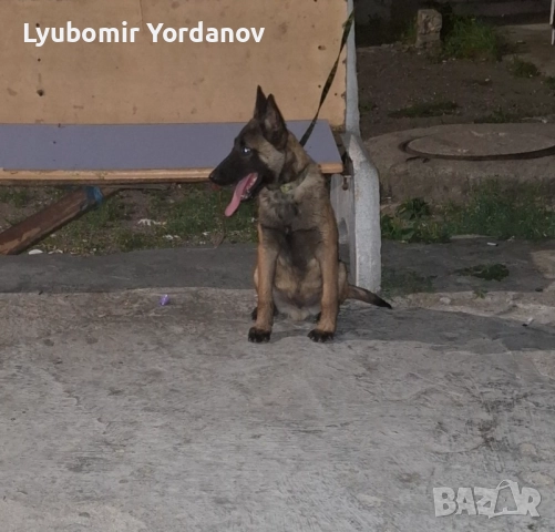 Белгийска малиноа 5 месеца