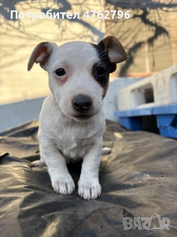 Чистокръвен Джак Ръсел, снимка 7 - Джак ръсел териер - 53807929