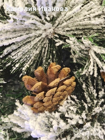 Елха с заскрежени иглички , снимка 3 - Декорация за дома - 52226904