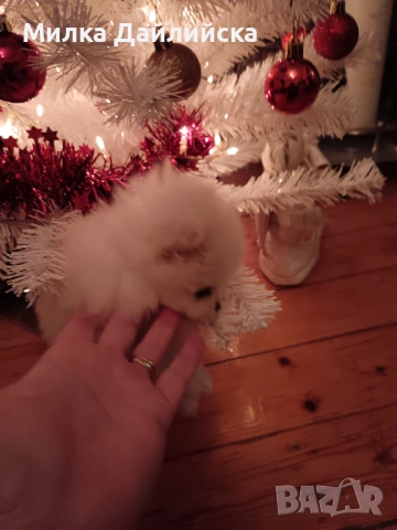 Продавам малко померанче, снимка 3 - Померан - 52865828