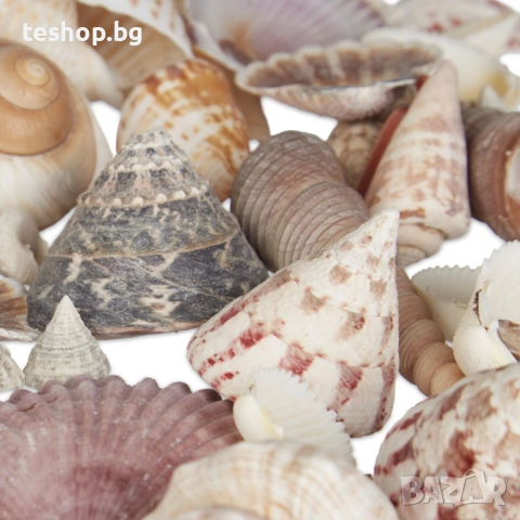 Микс от рапани и миди Relaxdays за декорация, снимка 6 - Други - 53775971