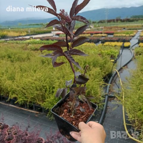 Черен бъз (Черна красавица) /Sambucus nigra Black Beauty/, снимка 7 - Градински цветя и растения - 45559783