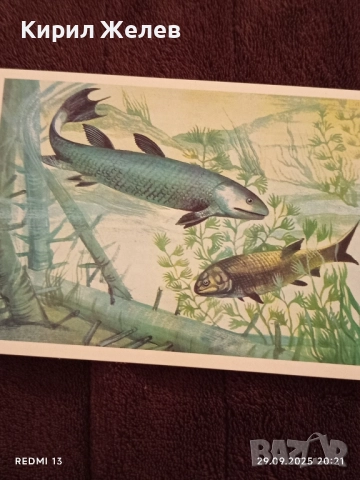 От ДЪЛБИНИТЕ на ВЕКОВЕТЕ фотографии редки за КОЛЕКЦИЯ ДЕКОРАЦИЯ 7416, снимка 3 - Колекции - 51882722