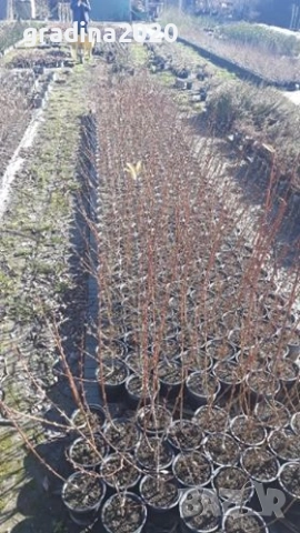 Форзиция, снимка 5 - Разсади - 52908203