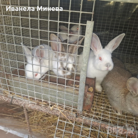 Продавам зайчета, снимка 4 - Други - 54220526