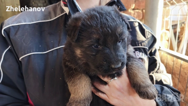 Немска Овчарка от Развъдник ”Von Zhelehanov”, снимка 5 - Немска овчарка - 53485276