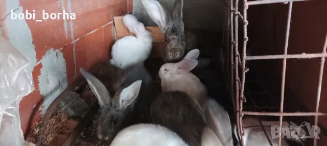 Зайци, снимка 9 - Други - 49785011