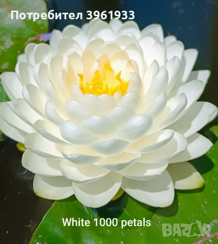 Продавам сортови Водни лилии , снимка 5 - Градински цветя и растения - 53253867