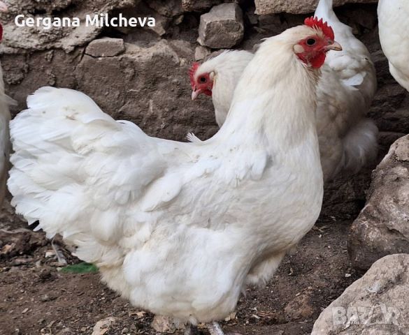 Яйца от бял австралорп , снимка 2 - Кокошки и пуйки - 45227477