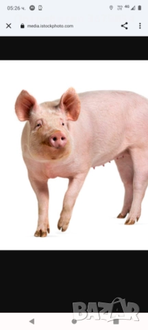 Домашно отглеждани прасета 